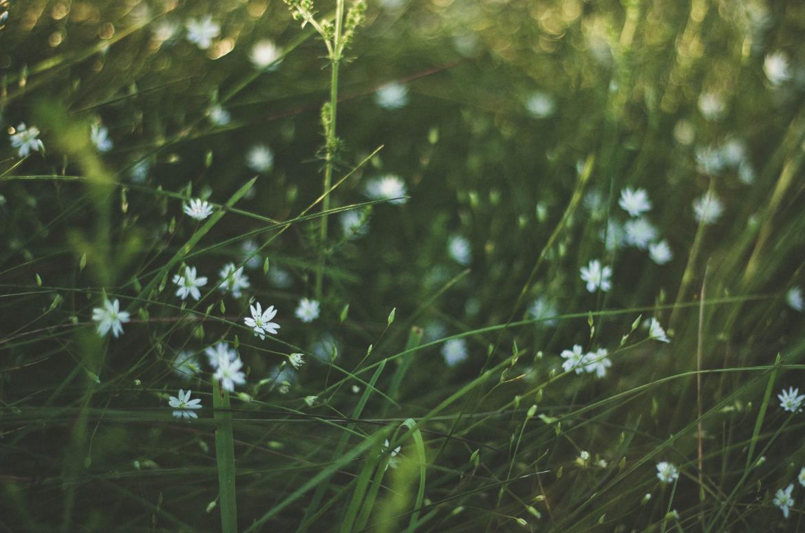 Nature's calm